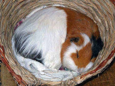 Guinea Pig Sleeping - Adelaide