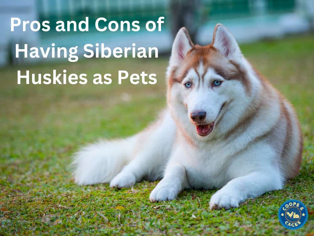 The Pros And Cons Of Having Siberian Huskies As Pets Coops And Cages