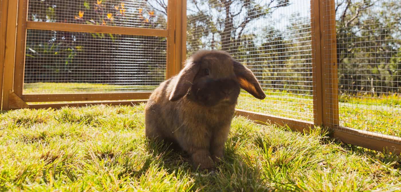 Rabbit in outdoor run