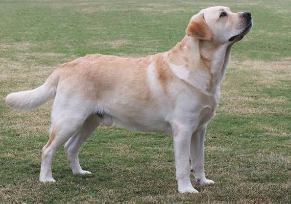 the most gentle dog breeds