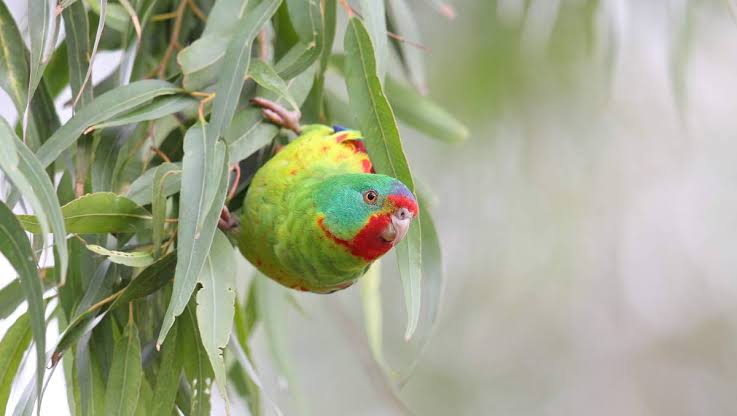 Parrot Background