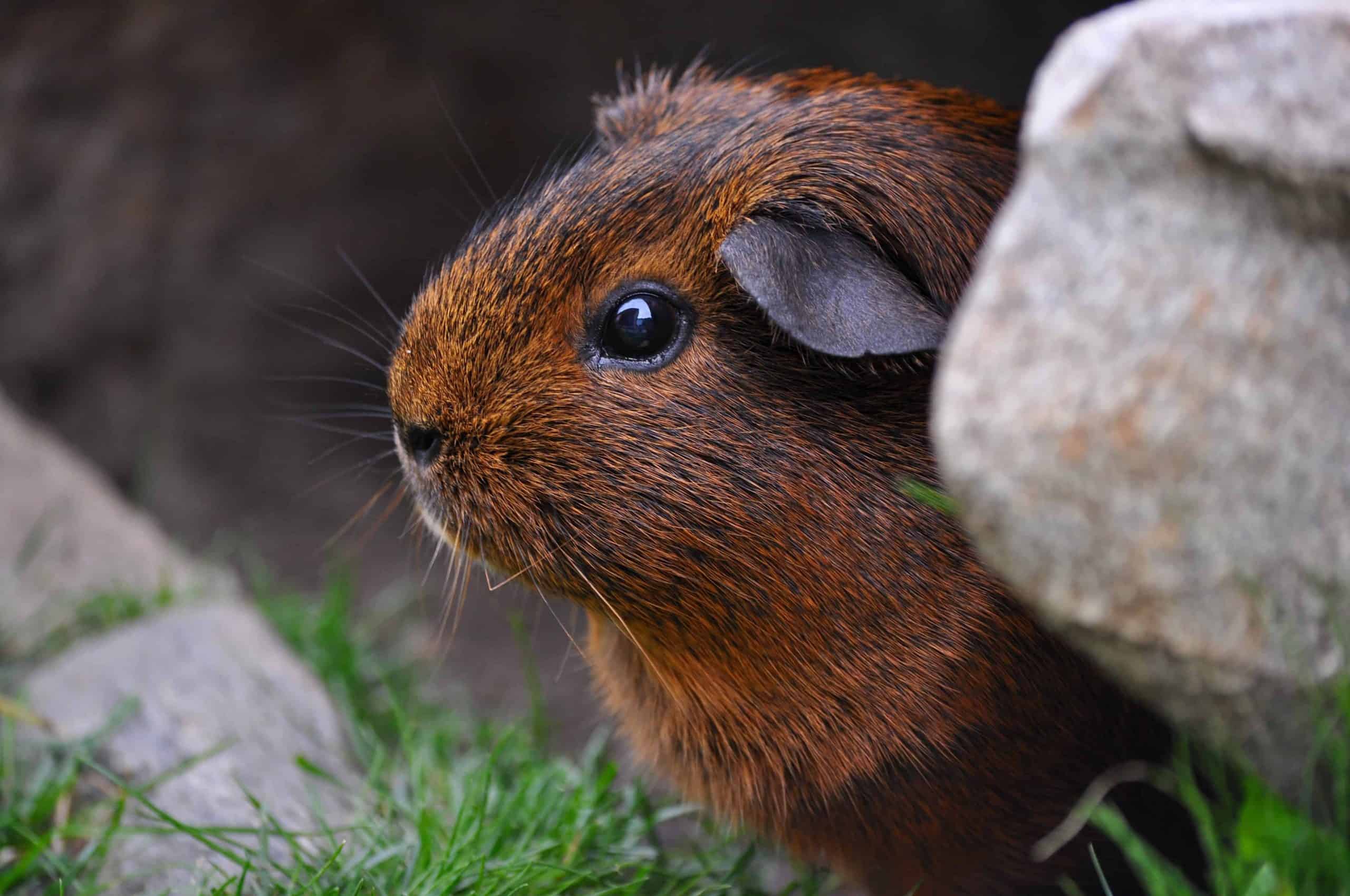 Guinea Pigs