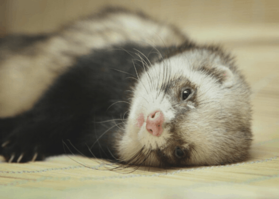 ferrets