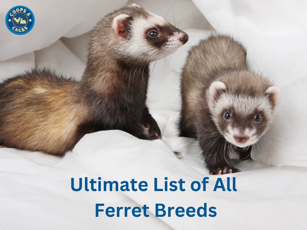 Ultimate List of All Ferret Breeds