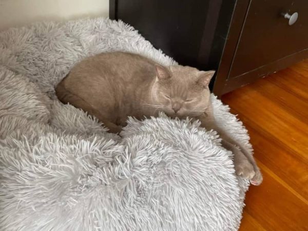 British Shorthair on Large Calming Bed