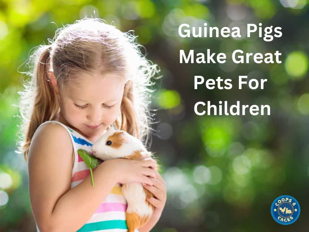 Guinea Pigs Make Great Pets for Children