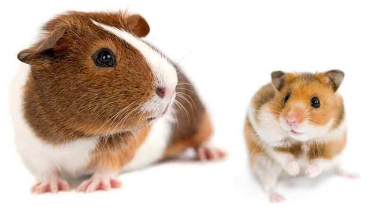 What is the difference between a hamster and a guinea pig? – HAYPIGS