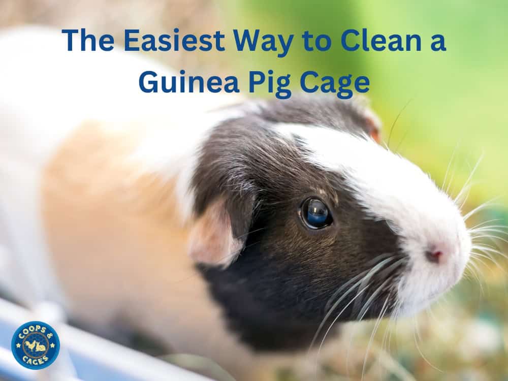 The Easiest Way to Clean a Guinea Pig Cage