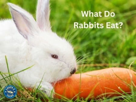 What Do Rabbits Eat - Informative Guide For Feeding Your Furry Friends