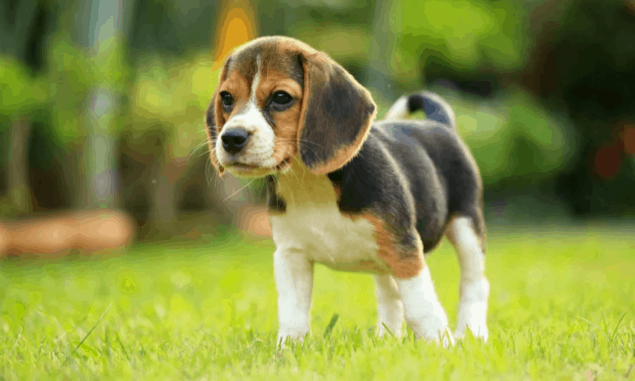Looking For The Best List Of The World's Top Cutest Dog Breeds