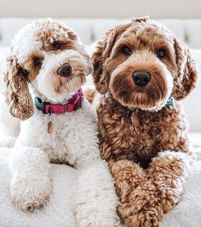 what breeds of dogs are mixed with poodles