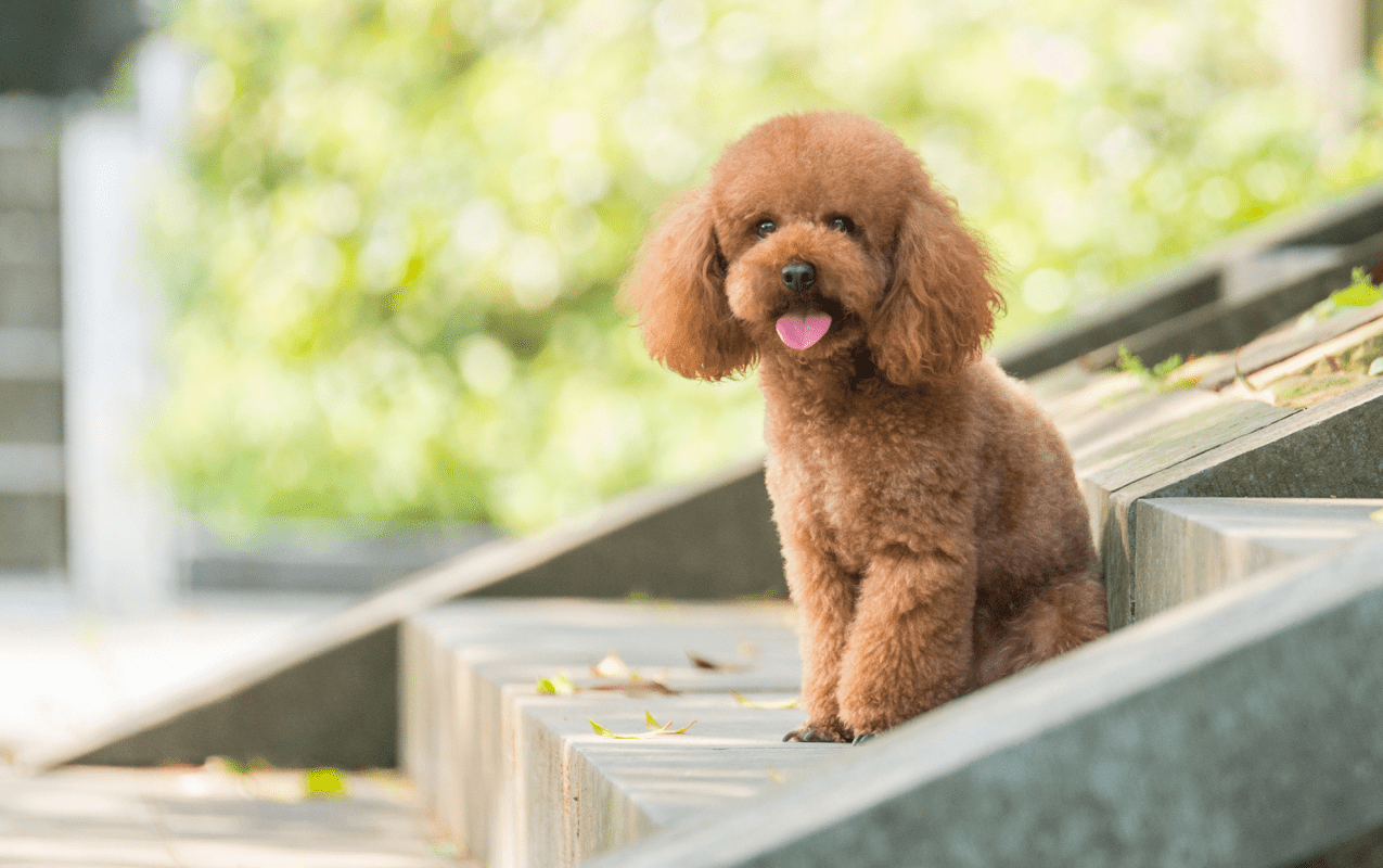 Toy Poodle Dog Breed Information