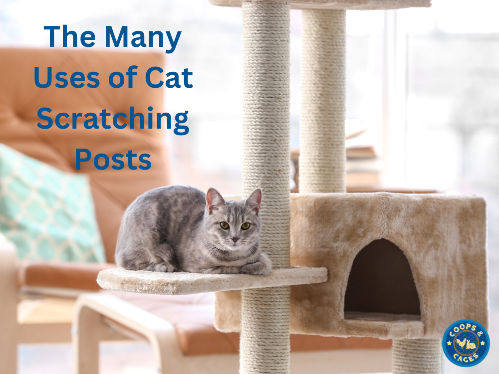 The Many Uses of Cat Scratching Posts