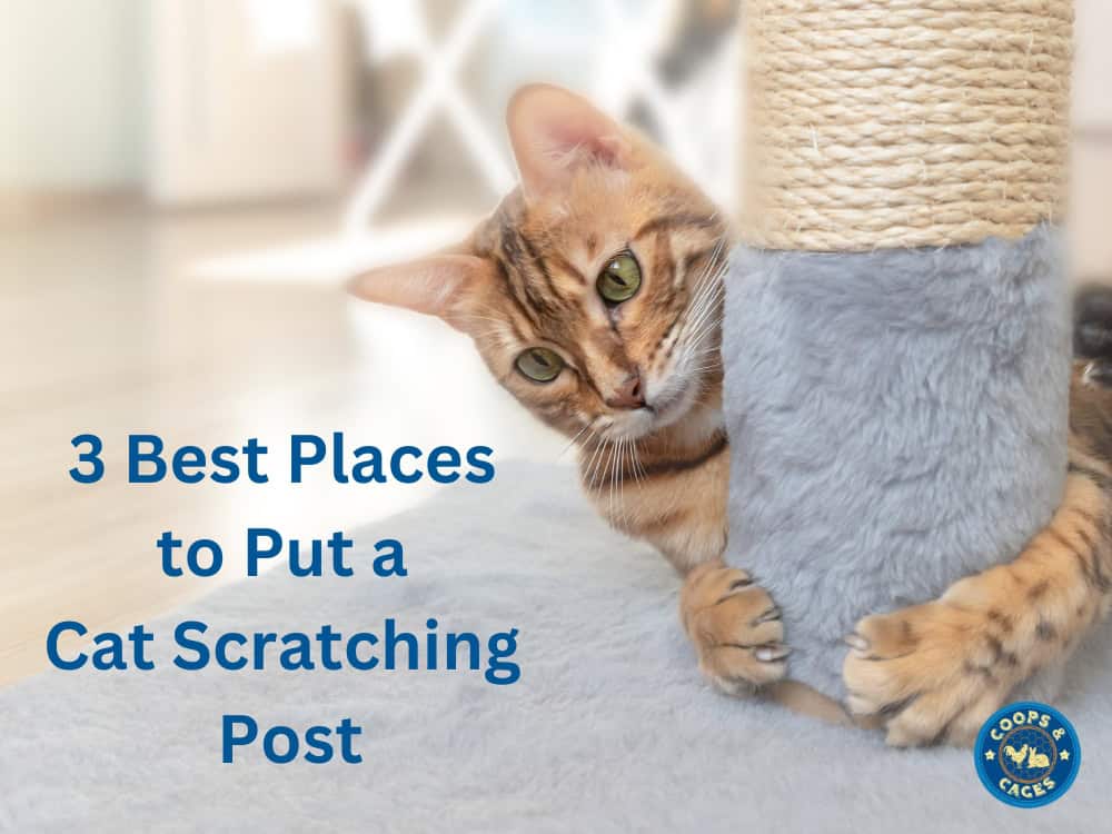 3 Best Places to Put a Cat Scratching Post