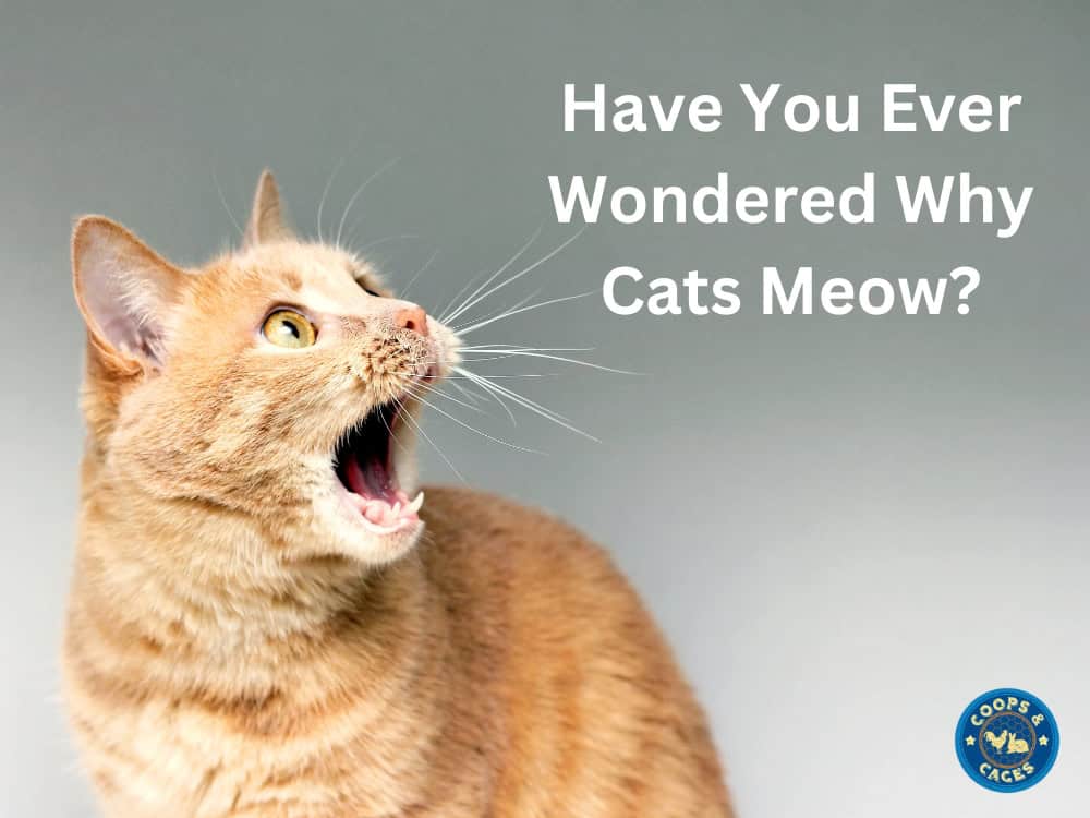 Have You Ever Wondered Why Cats Meow