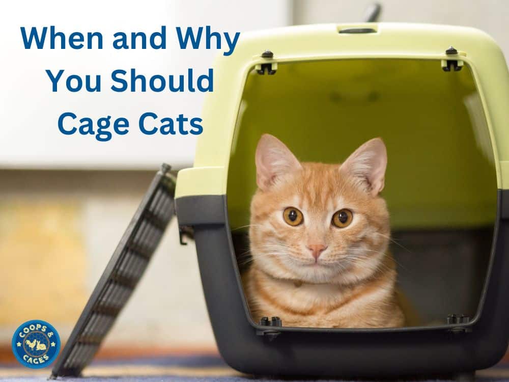 When and Why You Should Cage Cats