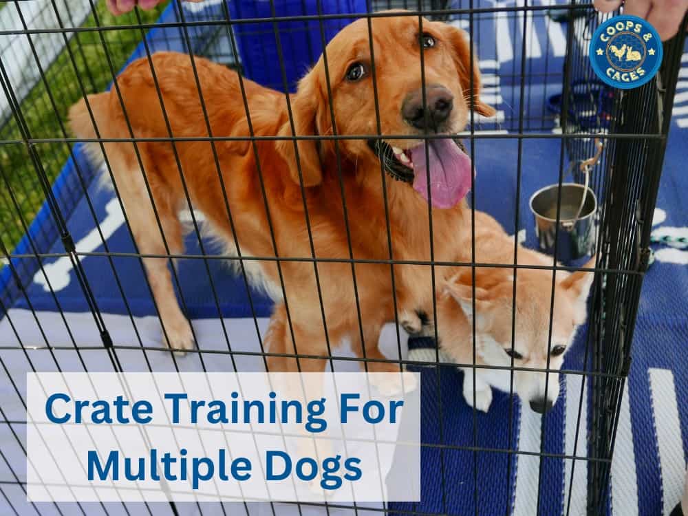 Picking The PERFECT Crate Training Location 