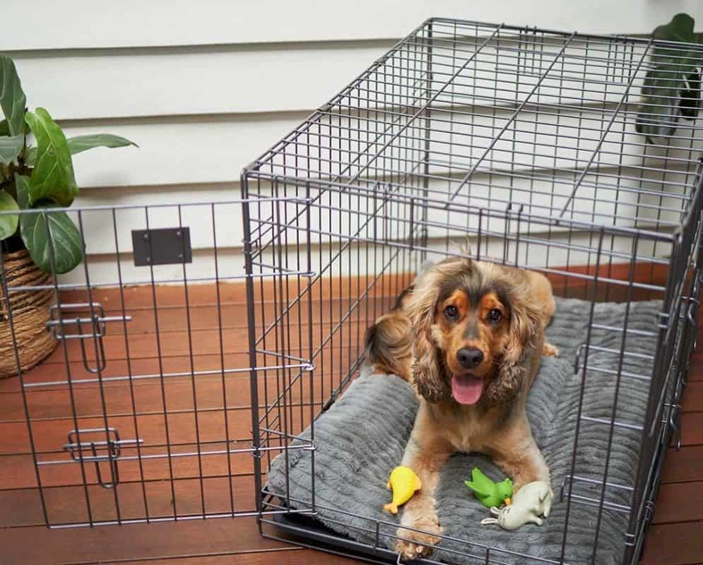 Using A Dog Crate Size Chart For Your Pet's Perfect Fit