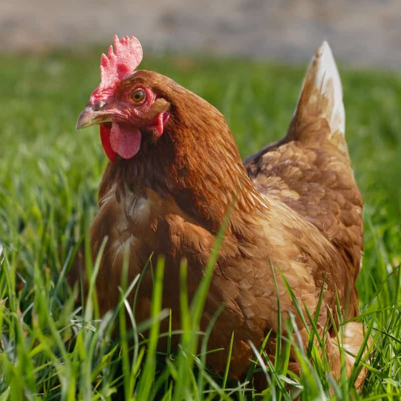 Why does my hen behave like a rooster - Chicken Coops and Tractors Australia