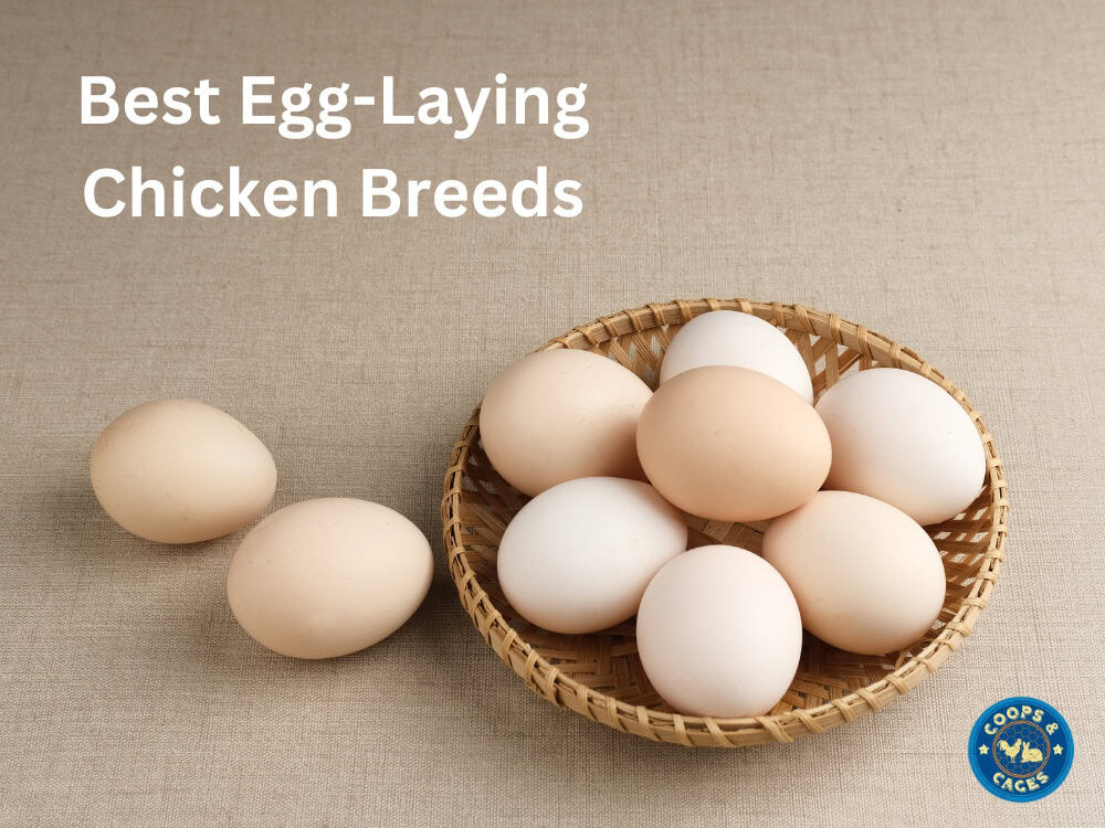 Best Egg-Laying Chicken Breeds