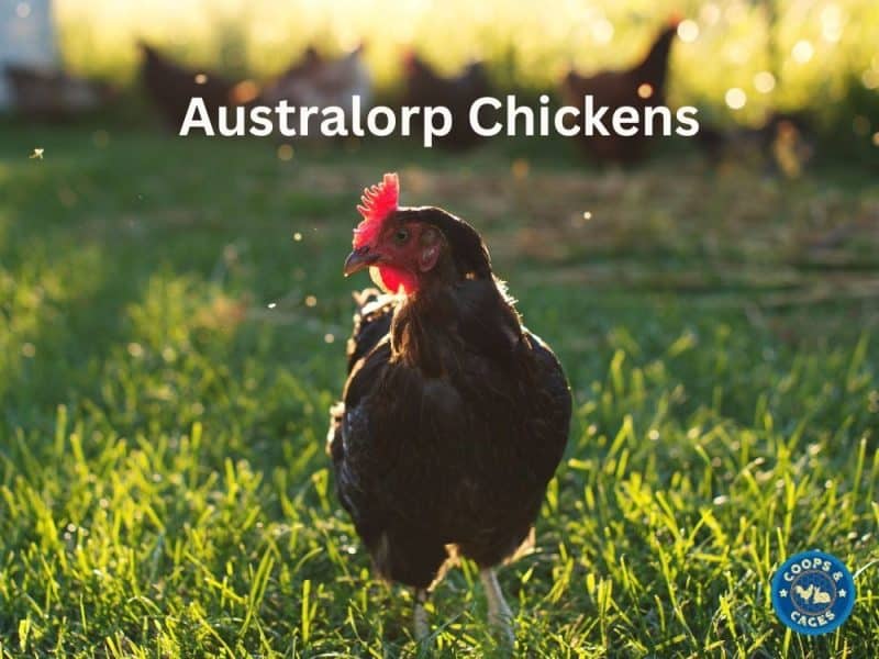 Australorp Chickens The Friendly, EggLaying Superstars