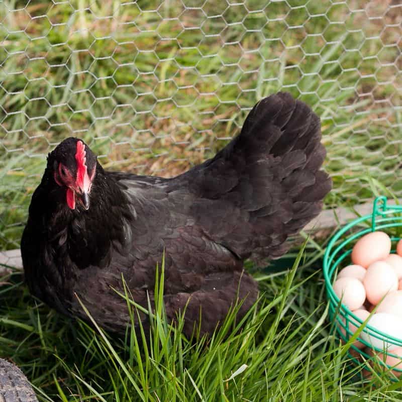 A basket full of large brown eggs with an Australorp hen in the background, showcasing the breed as a top choice for those seeking a dependable supply of fresh, delicious eggs