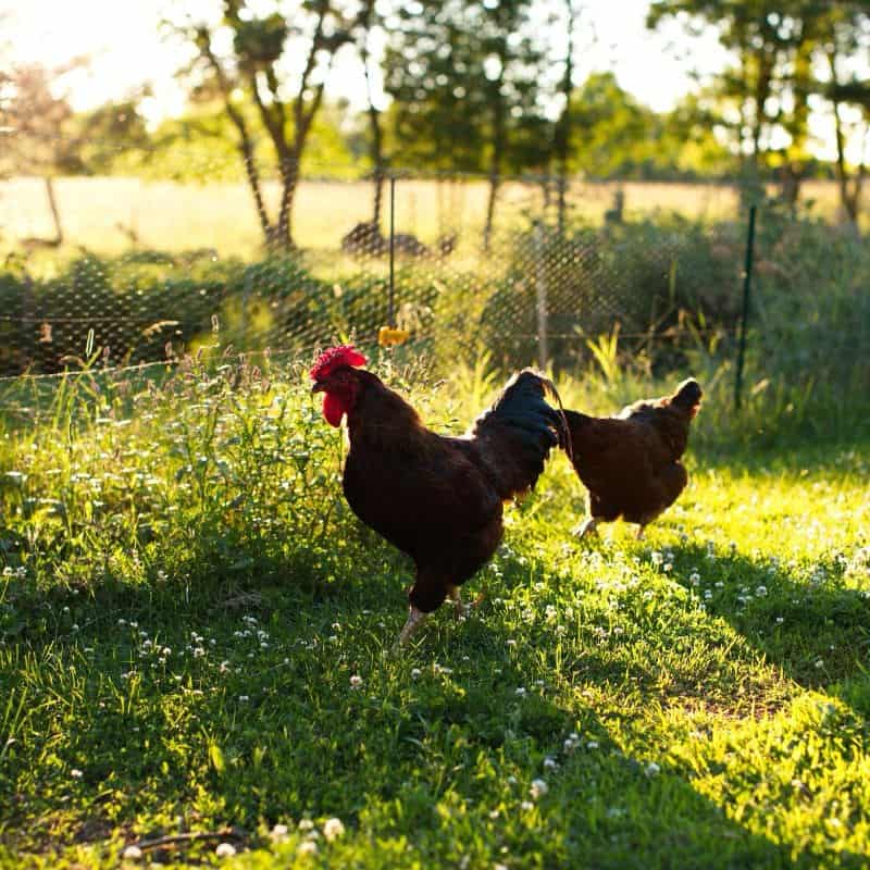 These hens are celebrated for their record-breaking laying abilities