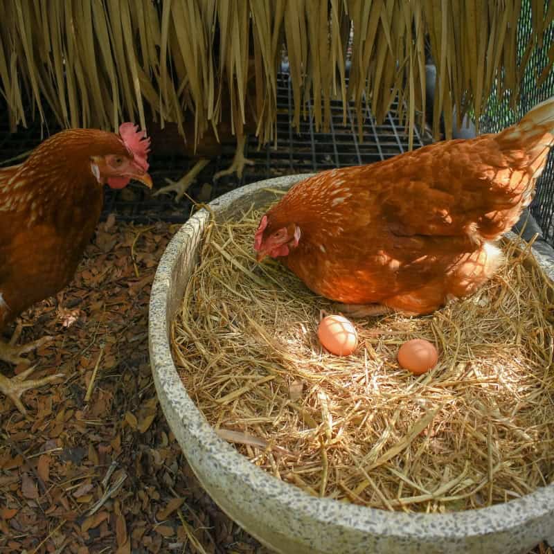 Balanced Feed for Healthy Egg Production