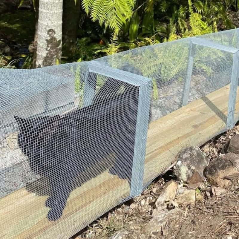 Modular cat tunnel seamlessly integrated with a freestanding catio and enclosure