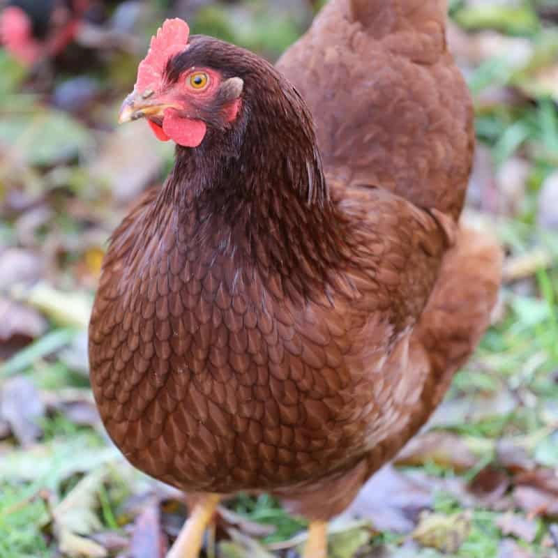 Hardy and Friendly Rhode Island Red Hens