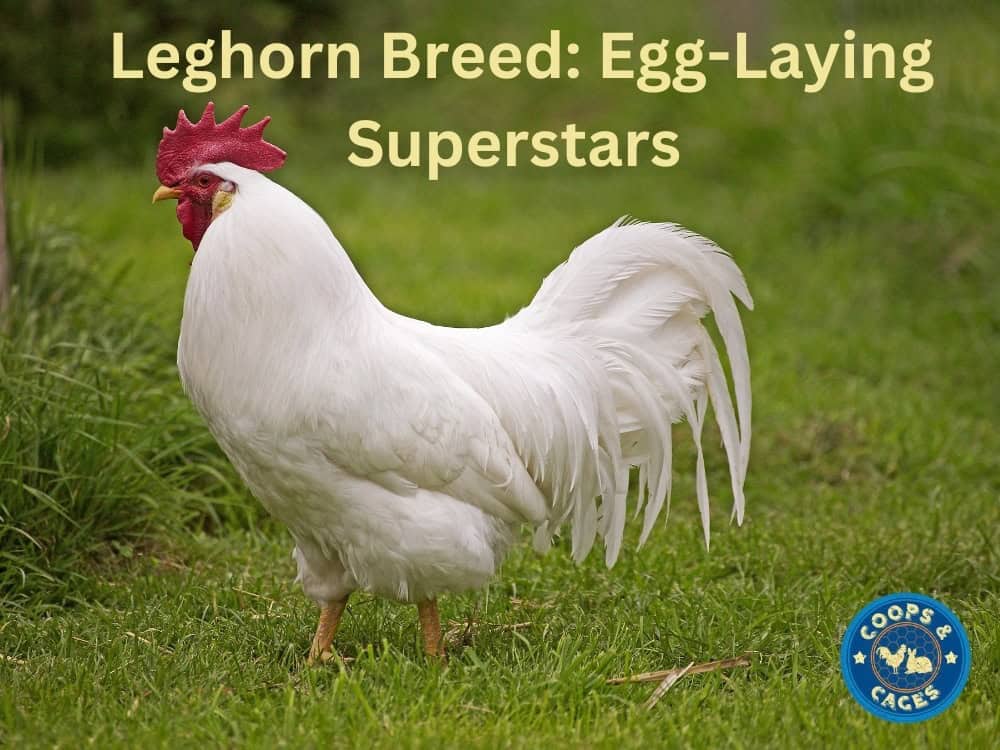 Leghorn Breed Egg Laying Superstar