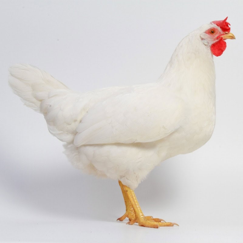Leghorn Chicken in a Farmyard
