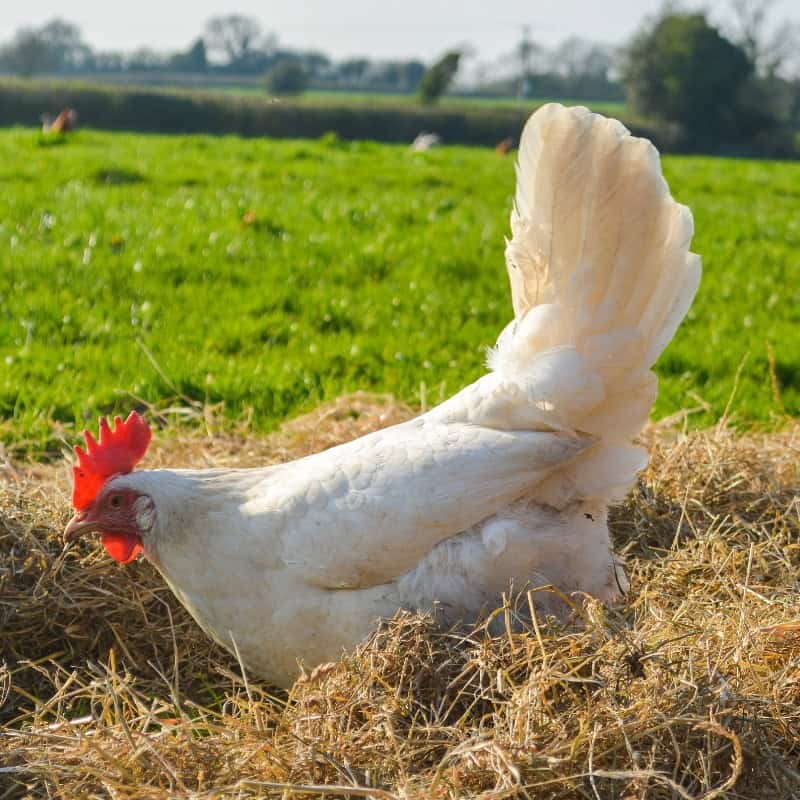 Leghorn chicken in grass