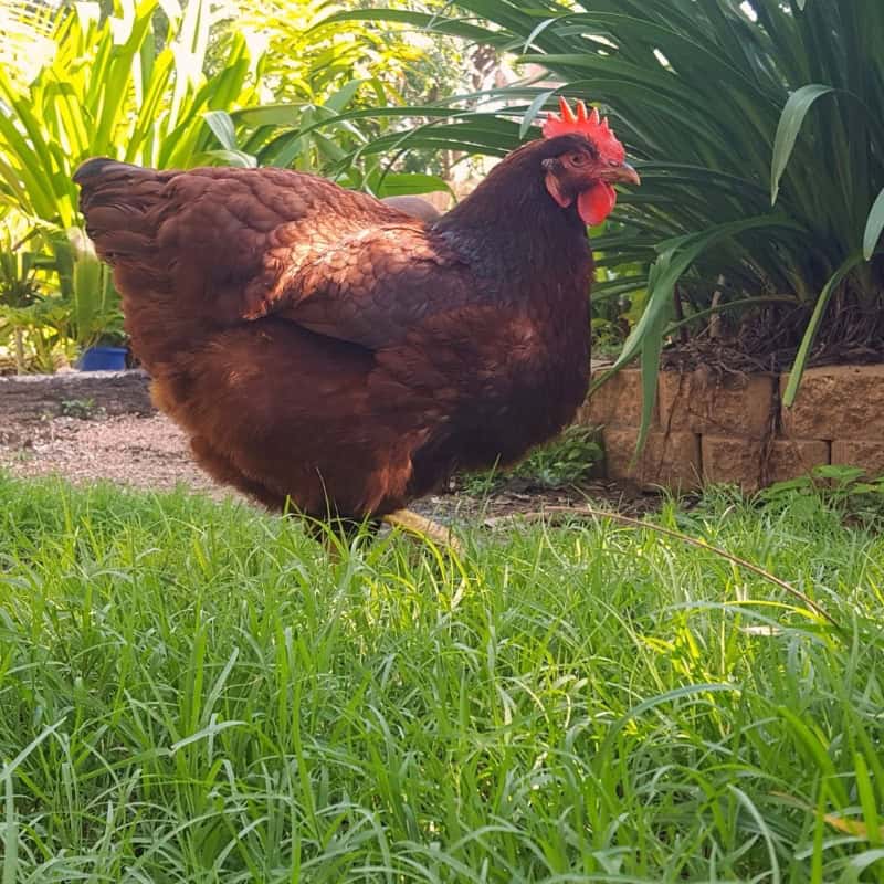 Rhode Island Red Chickens