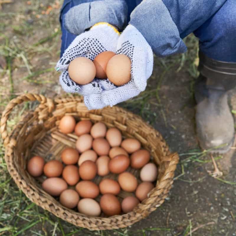 Rhode Island Red Hens Laying Brown Eggs