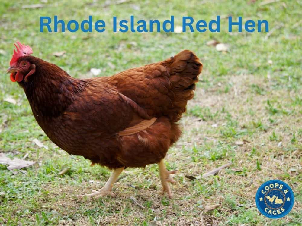 Rhode Island Red Chickens in a Spacious Backyard Coop