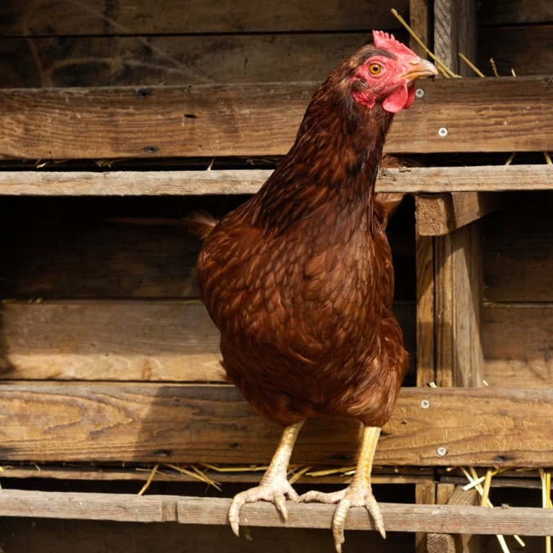 Spacious Coop for Rhode Island Red Chickens