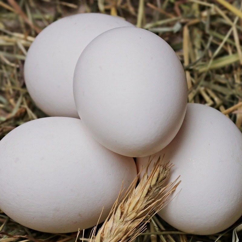 White Eggs from Leghorn
