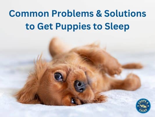 Common Problems and Solutions to Get Puppies to Sleep