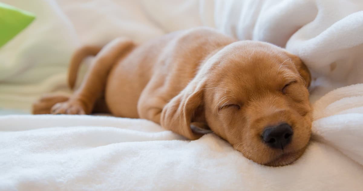 Puppy sleeping deeply