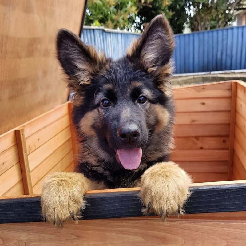 A playful German Shepherd puppy peeking out of an open wooden dog kennel, its paws resting on the entrance as it looks up with curiosity and excitement.