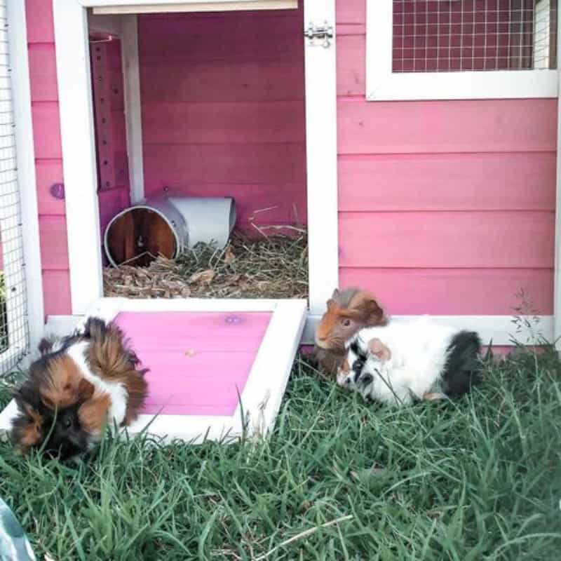 A pink guinea pig hutch placed on green grass, housing three guinea pigs inside.