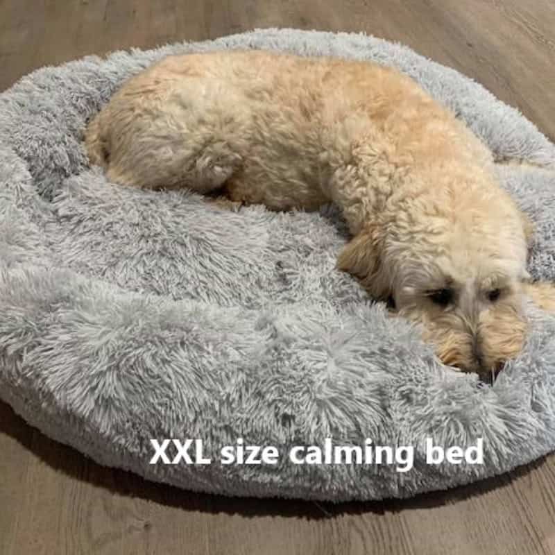 A large cream coloured fluffy dog lounging on a round, fluffy grey bed, looking relaxed and comfortable with its head resting gently on the soft surface.