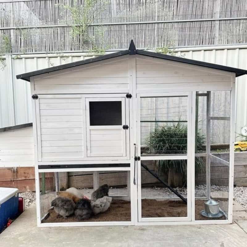 A white chicken coop with six hens standing in a circle, pecking at food. The hens display a variety of colours.